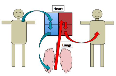 Heart as a double pump